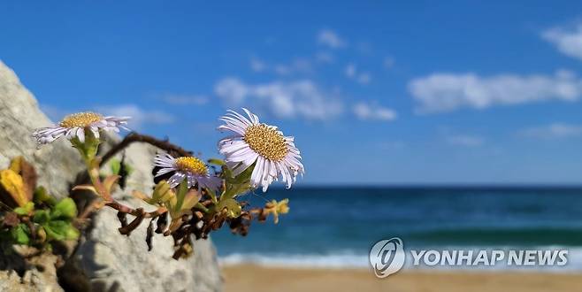 해국이 전하는 바닷가의 가을 소식 [촬영 유형재]