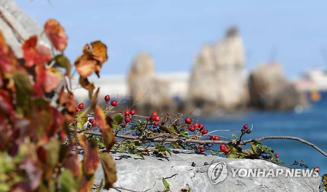 추암 바닷가의 단풍 [촬영 유형재]