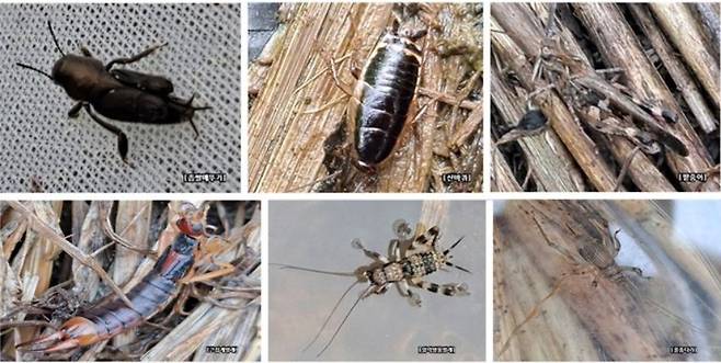 전북 완주군 토종생강 시범포 조성지에서 관찰한 다양한 곤충들. 윗쪽 좌로부터 좁쌀메뚜기, 산바퀴, 팥중이, 큰집게벌레, 알락방울벌레, 풀종다리. 완주군 제공