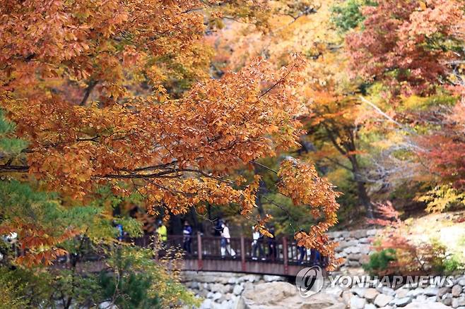 단풍 즐기는 등산객 (양양=연합뉴스) 이종건 기자 = 주말인 30일 설악산 주전골을 찾은 등산객들이 산행을 즐기고 있다.
    2021.10.30 momo@yna.co.kr