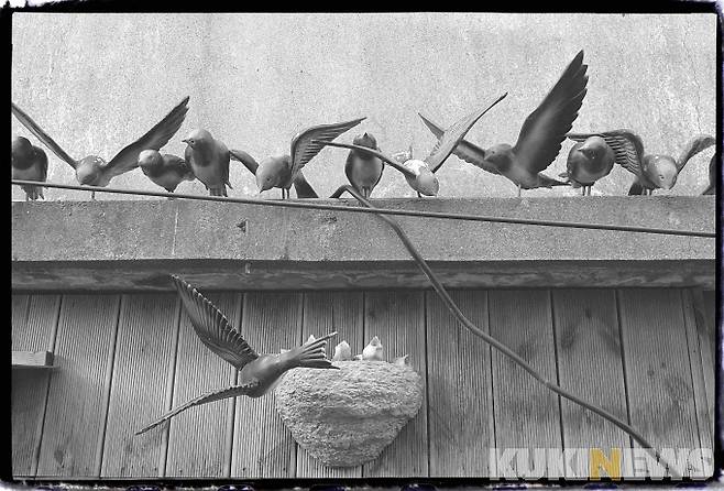 '대룡마을 상징 제비'&nbsp; 실향민들은 바다 건너 고향마을을 오가는 제비들에게 특별한 정서적 공감대를 갖고 있다. 그래서 고향 소식도 전해줄 것이라는 희망에 제비들의 보금자리를 잘 지켜왔다. 대룡마을은 시장 초입 주차장 옆에 관광객들을 위한 안내소 ‘교동제비집’을 운영하고 있다.