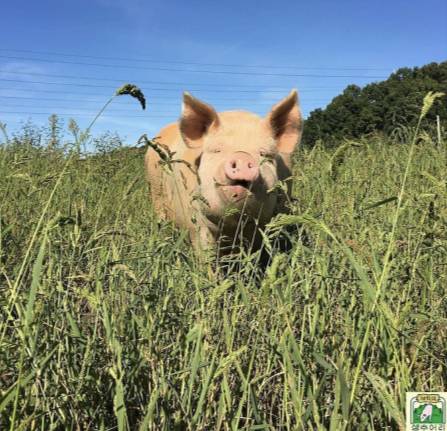 두 번째 생일도 지나고, 가을볕을 듬뿍 쐬고 있는 새벽이. 6개월이면 고기가 되어 죽었어야 할 돼지는, 새벽이생추어리에서 본연의 삶대로 살아가고 있다./사진=새벽이생추어리