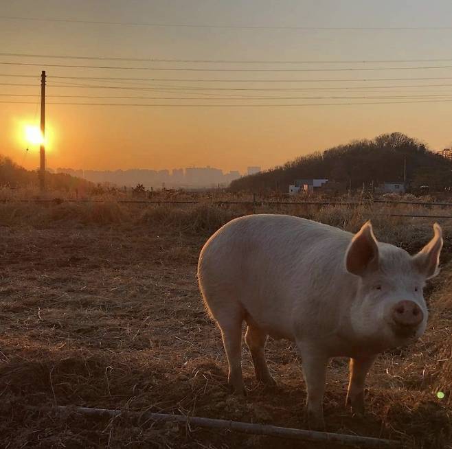 /사진=새벽이생추어리