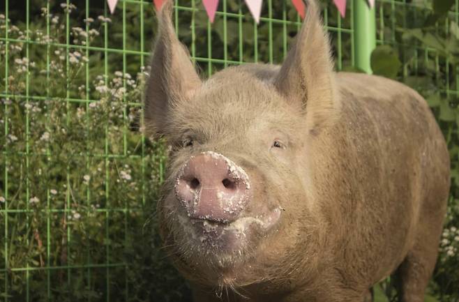 지난해 여름, 첫번째 생일을 맞은 새벽이. 올해 두번째 생일까지 지났다./사진=새벽이생추어리