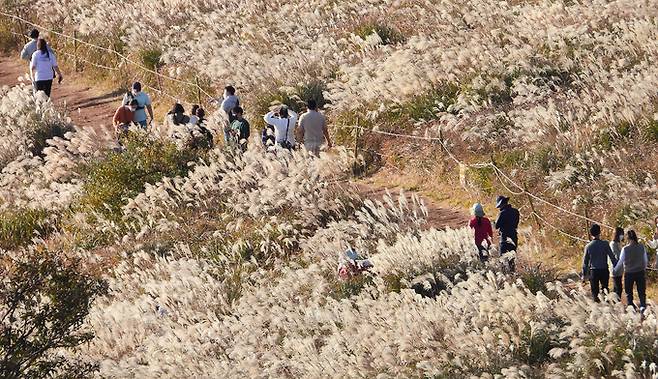 맑은 날씨를 보인 31일 오후 제주시 애월읍 봉성리 새별오름을 찾은 관광객들이 활짝 핀 억새를 감상하며 깊어가는 가을 정취를 만끽하고 있다.   뉴시스