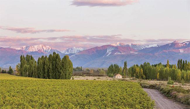 1500m 고지에 있는 아드리아나 포도밭. 사진 신동와인