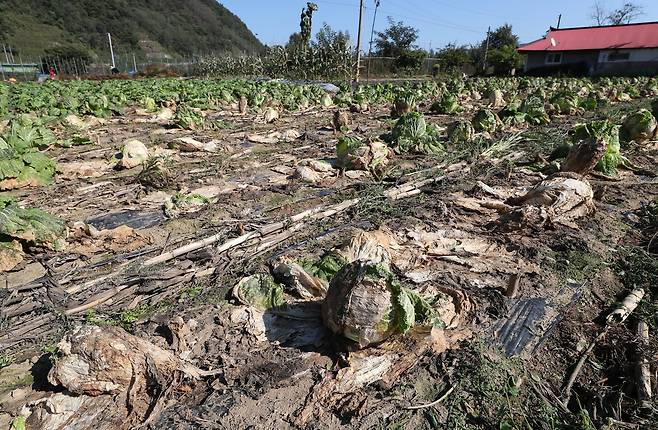 지난달 강원도 한 농지에 병해를 입은 배추가 버려져 있다. ※이 사진은 기사와 직접적 관련 없음. 연합뉴스