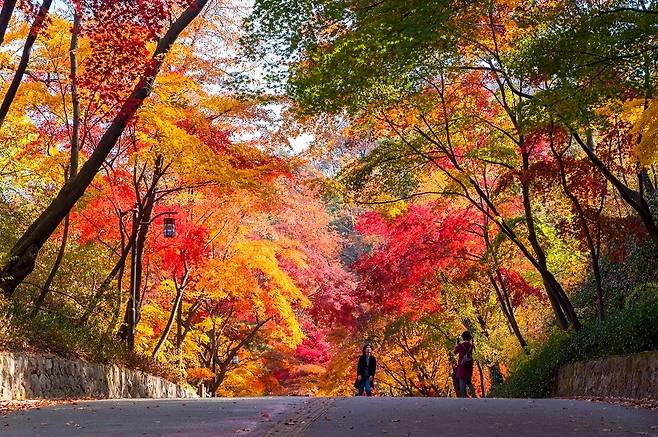 남산 둘레길 단풍 [서울시 제공. 재판매 및 DB 금지]