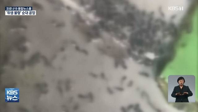 순대를 찌는 대형 찜기 아래 바닥에 벌레들이 붙어 있는 모습. [KBS 보도화면 캡처]