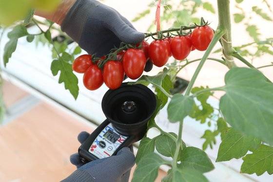 텔로팜 농장에서 재배한 방울토마토의 당도는 14.1브릭스로 기존의 방울토마토의 2배가량이다. 우상조 기자