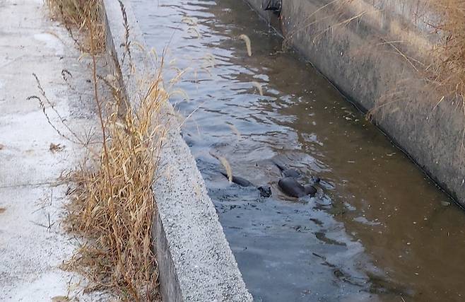 [익산=뉴시스] 강명수 기자 =전북 익산시 함라면 장점마을 인근에서 4일 촬영된 수달. 장점마을은 집단 암 발병 사태 극복을 위해 친환경 생태마을로의 조성을 위한 사업이 전개되고 있다. (사진 =주민 제공) 2021.11.04. photo@newsis.com *재판매 및 DB 금지