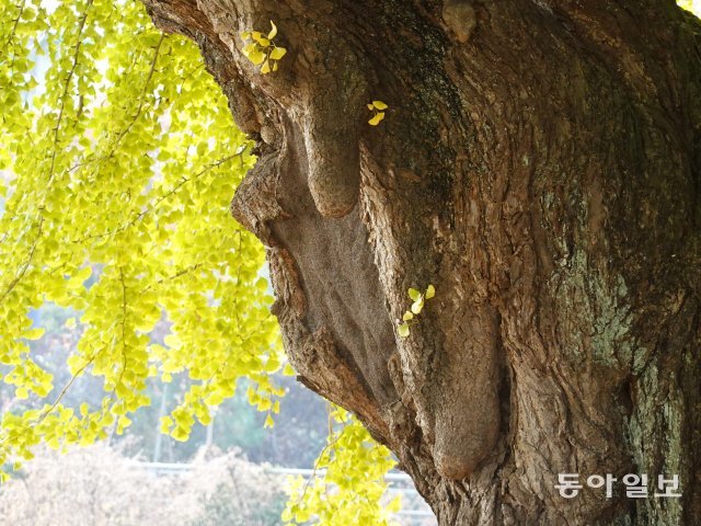 은행나무 줄기에 달린 진귀한 모양의 유주(乳柱).