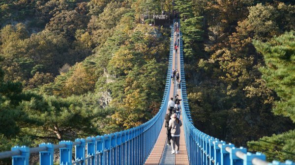 원주 여행객의 필수방문코스인 소금산 출렁다리. 길이 200m, 높이 100m에 달한다. 바닥이 아래가 훤히 보이는 철제 
격자발판이다. 다리 중간쯤 이르면 오가는 사람들의 움직임과 바람으로 출렁이는 다리 진동이 몸으로 느껴져 스릴이 배가 된다. 하지만
 가장 떨리는 지점인 이곳이 가장 멋진 풍광의 뷰포인트기도 하다.
원주|김재범 기자 oldfield@donga.com