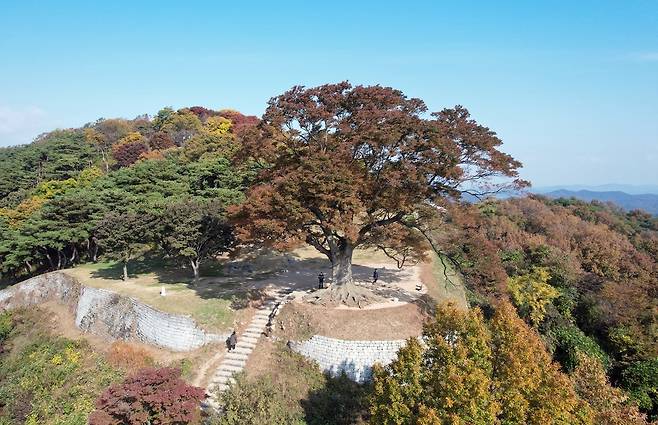 천연기념물로 지정된 부여 가림성 느티나무 [부여군 제공. 재판매 및 DB 금지]