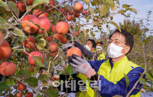 지난 5일 충남지역 농가에서 NH농협금융지주 손병환 회장(오른쪽)과 임직원 봉사단이 사과 수확 작업을 하고 있다. (농협금융지주 제공)