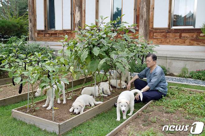 문재인 대통령이 지난 8월 29일 관저 앞 마당에서 풍산개들과 시간을 보내고 있다. 문 대통령은 이날 사회관계망서비스(SNS)에 "석 달 전 '마루'와 '곰이' 사이에서 태어난 풍산개 새끼 7마리가 모두 튼튼하게 자랐다"며 희망하는 지자체들에 분양할 계획을 밝혔다. '곰이'는 지난 2018년 김정은 북한 국무위원장이 선물한 풍산개 암컷이고, 마루는 문 대통령 양산 사저에서 데려온 반려견이다. (청와대 제공) 2021.9.1/뉴스1 © News1 유승관 기자