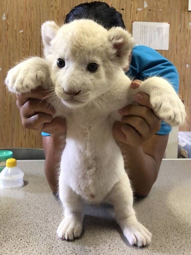 조금 큰 고양이2.jpg 아기 사자 발바닥