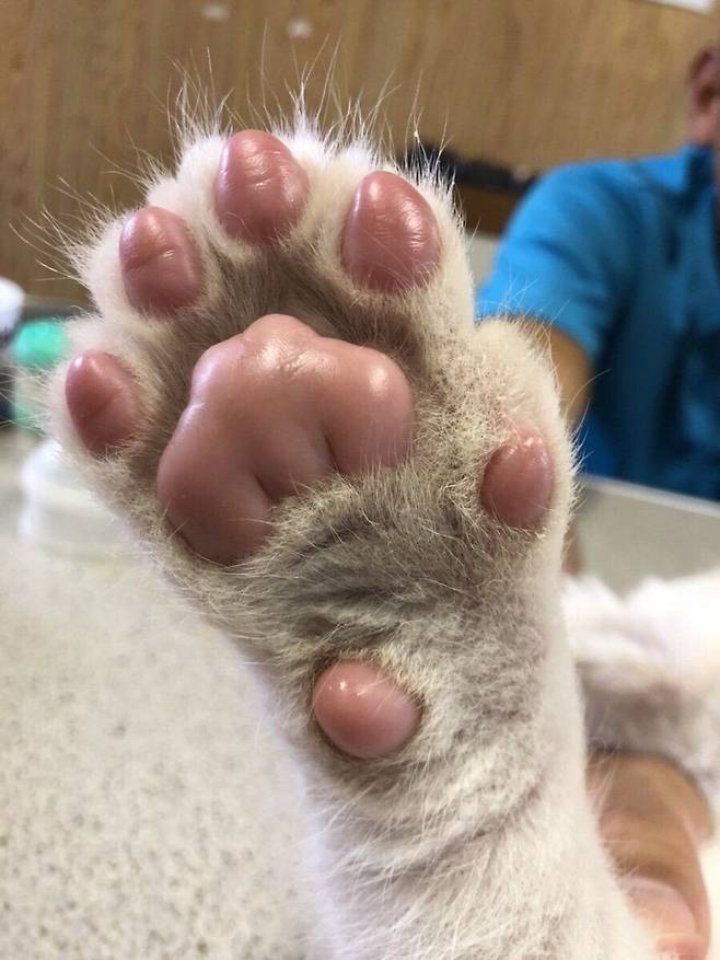 조금 큰 고양이3.jpg 아기 사자 발바닥