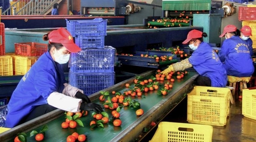 Sorting Lipu sugar oranges