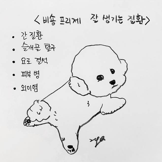 해피펫툰 비숑 프리제(한인가 수의사 제공) © 뉴스1