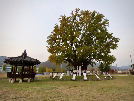 충남 금산군 요광리 은행나무는 수령 1000년이 넘는다. 통영대전고속도로 옆에 있어 자나치기 쉽다. 김홍준 기자