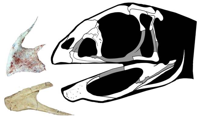 베르타사우라 레오폴디네(Berthasaura leopoldinae)라는 학명이 붙여진 신종 공룡은 묘하게도 치아가 없고 부리처럼 생긴 주둥이를 지녔다.(사진=사이언티픽 리포트)