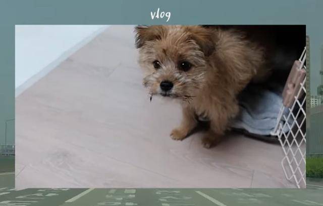 유튜브 '앙꼬angggo'