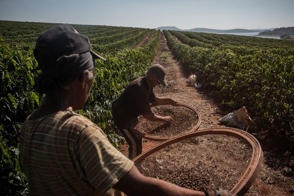브라질 커피 농장에서 농부들이 생두를 채취하고 있다. 브라질에선 최근 가뭄 현상으로 커피 생산량이 감소하고 있다.