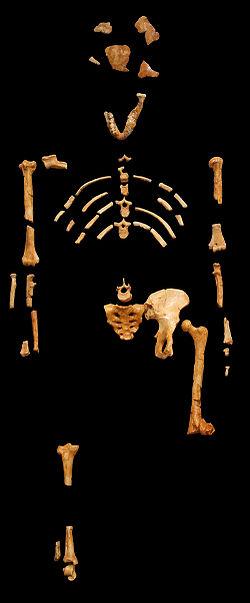 오스트랄로 피테쿠스 아파렌시스 '루시'의 화석이 1974년 발견됐다. 위키피디아