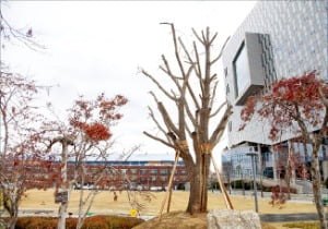권오갑 현대중공업지주 회장이 현대두산인프라코어에 무상으로 기증한 나무.