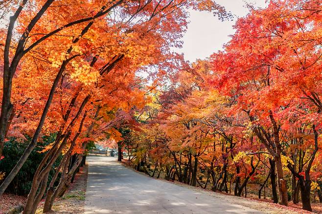 불국사 후문에서 올라오는 길의 단풍나무들. 사진 한국관광공사.