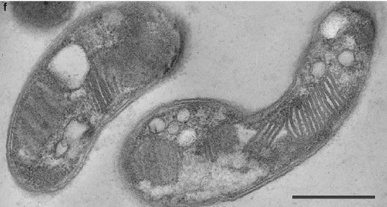 메탄 이용 세균의 현미경 사진. [ISME Journal, 2016]