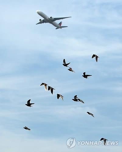 항공기 아래로 날아가는 새들의 모습. [EPA=연합뉴스 자료사진. 재배포 및 DB 금지]