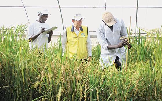 코피아센터 관계자와 세네갈 현지인들이 신품종으로 개발된 쌀 ‘이스리’를 살펴보고 있다. [사진 농촌진흥청]
