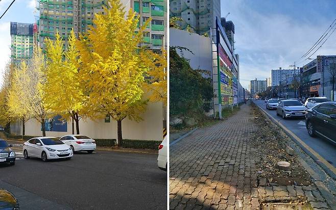 광주 서구 염주동에 심어진 은행나무와 이 은행나무가 베어진 모습. 광주환경운동연합 제공