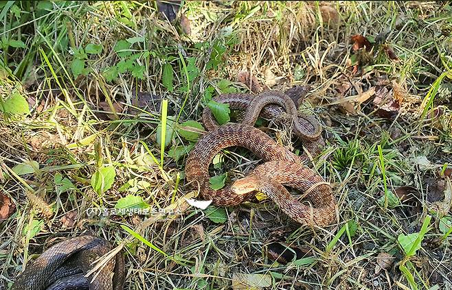 누룩뱀은 독이 없는 흔하게 보는 종이다.