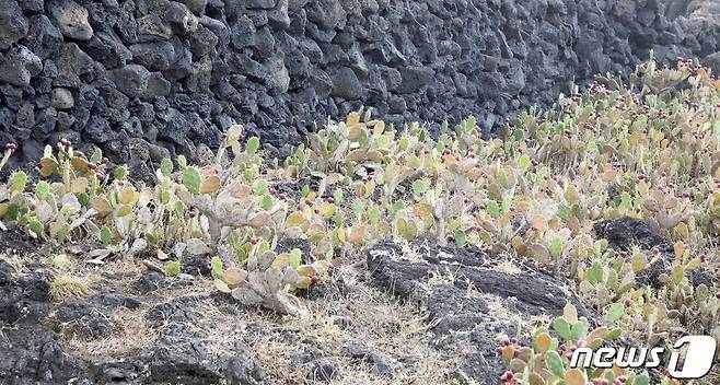 제주시 한림읍 월령리 손바닥 선인장. 이곳은 국내 유일의 선인장 군락지다.© 뉴스1