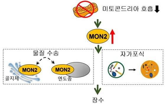 미토콘드리아 돌연변이에서 MON2가 골지체와 엔도좀 사이의 물질 수송을 매개하고 자가포식을 향상시켜 장수를 유도한다. [사진 한국연구재단]