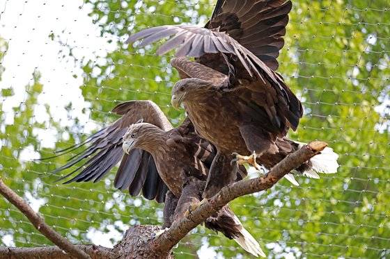 흰꼬리수리(White-tailed Eagle)는 이름 그대로 꼬리가 희며 물가에서 물고기를 주로 사냥한다. 서울대공원은 국내최초로 흰꼬리수리 4마리 합사를 시도중이다. [서울대공원]