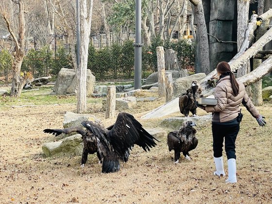 서울대공원에서 보호중인 독수리 카페,라떼,초코,우유가 사육사가 주는 소고기를 받아먹고 있다. 독수리는 직접 사냥하기 보다는 죽은 동물의 사체를 먹는 게 특징이다. [허정원 기자]