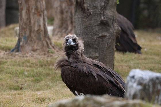 영문명이 '벌쳐'로 끝나는 독수리는 청소부다. 사체에 머리를 박고 먹이를 먹을 때 병균 등이 덜 묻기 때문에 대머리와 같은 외모인 것으로 알려졌다. [서울대공원]