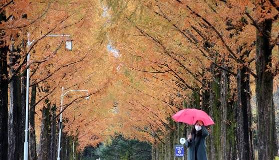 국립대전현충원 메타세쿼이아길에서 시민들이 우산을 쓰고 지나고 있다. 뉴스1