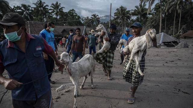 인도네시아 동부자바주 스메루 화산이 4일 분화하자 일대 주민들이 가축들과 함께 피신하고 있다. CNN인도네시아 캡처