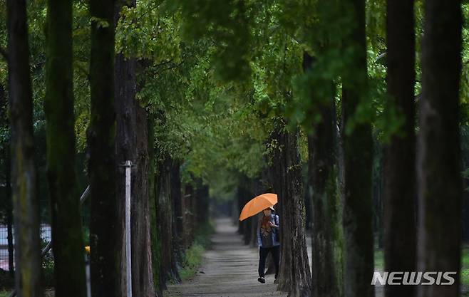 [대구=뉴시스] 이무열 기자 = 가을비가 내린 11일 오후 대구 달서구 호산공원에서 우산을 쓴 한 시민이 메타세콰이아 가로수길을 거닐고 있다. 2021.10.11. lmy@newsis.com