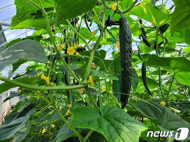 자동관수 및 관비 시스템이 설치된 제주 오이재배 농가.(제주농업기술센터 제공)2021.12.8/뉴스1© 뉴스1