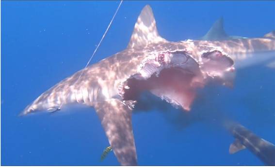 최근 모잠비크 해역에서 촬영된 장면. 동족에게 포식당한 상어가 이를 인지하지 못한 듯 위풍당당한 모습으로 헤엄치고 있다. /더 선 홈페이지