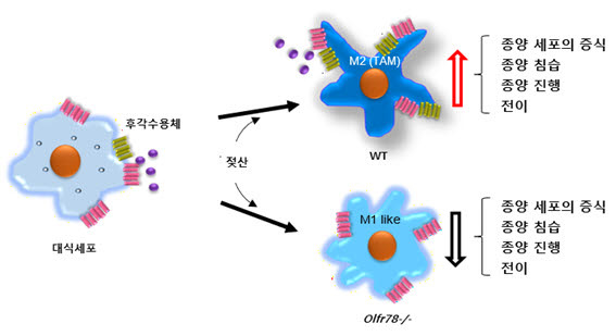 종양관련대식세포(TAM) 분화 기전 이해도