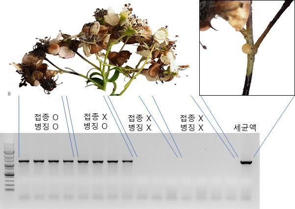 [서울=뉴시스] 자생 장미과 야생식물에 화상병 세균을 접종한 후 나타나는 증상. (사진=국립생물자원관 제공). 2021.12.08. photo@newsis.com *재판매 및 DB 금지