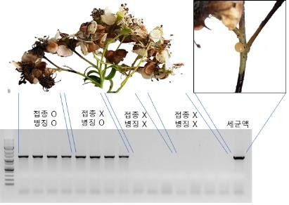 야생 장미과 식물에 인공접종 후 나타나는 병징 [국립생물자원관 제공. 재판매 및 DB 금지]