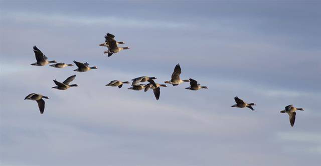 철새인 도요새는 북반구 알래스카에서 남반구 뉴질랜드까지 약 1만 1500㎞를 쉬지 않고 1주일 동안 날아간다. 장거리를 이동하는 철새일수록 깃털색이 옅다는 연구 결과가 나왔다. 한국의 대표적 겨울 철새 쇠기러기떼(사진)가 이동하는 모습.사이언스 제공